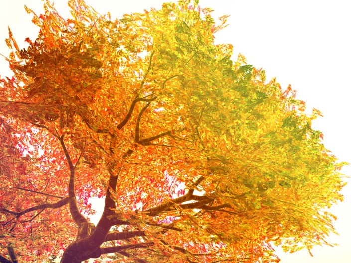 Tree Spirituality